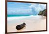 ?Viva Mexico! Collection - Tree Trunk on a Caribbean Beach-Philippe Hugonnard-Framed Photographic Print