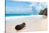 ?Viva Mexico! Collection - Tree Trunk on a Caribbean Beach-Philippe Hugonnard-Stretched Canvas