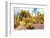 ¡Viva Mexico! Collection - Yellow Cardon Cactus II-Philippe Hugonnard-Framed Photographic Print