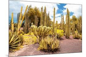 ¡Viva Mexico! Collection - Yellow Cardon Cactus II-Philippe Hugonnard-Mounted Photographic Print