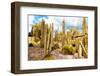 ¡Viva Mexico! Collection - Yellow Cardon Cactus III-Philippe Hugonnard-Framed Photographic Print