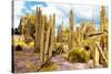 ¡Viva Mexico! Collection - Yellow Cardon Cactus III-Philippe Hugonnard-Stretched Canvas