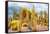 ¡Viva Mexico! Collection - Yellow Cardon Cactus-Philippe Hugonnard-Framed Stretched Canvas