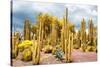 ¡Viva Mexico! Collection - Yellow Cardon Cactus-Philippe Hugonnard-Stretched Canvas