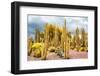 ¡Viva Mexico! Collection - Yellow Cardon Cactus-Philippe Hugonnard-Framed Photographic Print