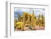 ¡Viva Mexico! Collection - Yellow Cardon Cactus-Philippe Hugonnard-Framed Photographic Print