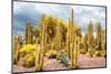 ¡Viva Mexico! Collection - Yellow Cardon Cactus-Philippe Hugonnard-Mounted Photographic Print