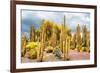 ¡Viva Mexico! Collection - Yellow Cardon Cactus-Philippe Hugonnard-Framed Photographic Print