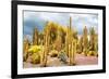 ¡Viva Mexico! Collection - Yellow Cardon Cactus-Philippe Hugonnard-Framed Photographic Print