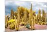 ¡Viva Mexico! Collection - Yellow Cardon Cactus-Philippe Hugonnard-Mounted Photographic Print