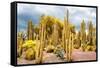 ¡Viva Mexico! Collection - Yellow Cardon Cactus-Philippe Hugonnard-Framed Stretched Canvas