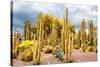 ¡Viva Mexico! Collection - Yellow Cardon Cactus-Philippe Hugonnard-Stretched Canvas