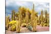 ¡Viva Mexico! Collection - Yellow Cardon Cactus-Philippe Hugonnard-Stretched Canvas