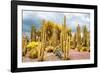 ¡Viva Mexico! Collection - Yellow Cardon Cactus-Philippe Hugonnard-Framed Photographic Print