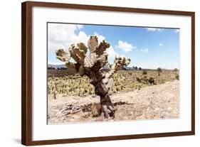 ¡Viva Mexico! Collection - Yellow Joshua Trees-Philippe Hugonnard-Framed Photographic Print