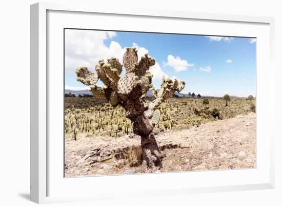 ¡Viva Mexico! Collection - Yellow Joshua Trees-Philippe Hugonnard-Framed Photographic Print