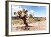 ¡Viva Mexico! Collection - Yellow Joshua Trees-Philippe Hugonnard-Framed Photographic Print