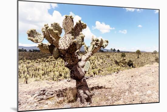 ¡Viva Mexico! Collection - Yellow Joshua Trees-Philippe Hugonnard-Mounted Photographic Print