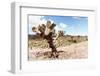 ¡Viva Mexico! Collection - Yellow Joshua Trees-Philippe Hugonnard-Framed Photographic Print