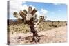 ¡Viva Mexico! Collection - Yellow Joshua Trees-Philippe Hugonnard-Stretched Canvas