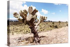 ¡Viva Mexico! Collection - Yellow Joshua Trees-Philippe Hugonnard-Stretched Canvas