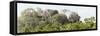 ¡Viva Mexico! Panoramic Collection - Ancient Maya City within the Jungle - Calakmul-Philippe Hugonnard-Framed Stretched Canvas