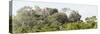 ¡Viva Mexico! Panoramic Collection - Ancient Maya City within the Jungle - Calakmul-Philippe Hugonnard-Stretched Canvas