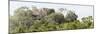 ¡Viva Mexico! Panoramic Collection - Ancient Maya City within the Jungle - Calakmul-Philippe Hugonnard-Mounted Photographic Print