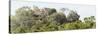 ¡Viva Mexico! Panoramic Collection - Ancient Maya City within the Jungle - Calakmul-Philippe Hugonnard-Stretched Canvas