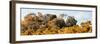 ¡Viva Mexico! Panoramic Collection - Ancient Maya City within the Jungle - Calakmul-Philippe Hugonnard-Framed Photographic Print