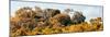 ¡Viva Mexico! Panoramic Collection - Ancient Maya City within the Jungle - Calakmul-Philippe Hugonnard-Mounted Photographic Print