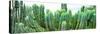 ¡Viva Mexico! Panoramic Collection - Cactus I-Philippe Hugonnard-Stretched Canvas