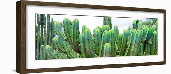 ¡Viva Mexico! Panoramic Collection - Cactus I-Philippe Hugonnard-Framed Photographic Print