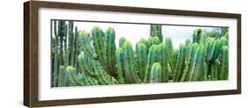 ¡Viva Mexico! Panoramic Collection - Cactus I-Philippe Hugonnard-Framed Photographic Print