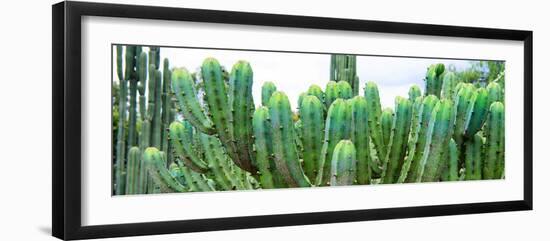 ¡Viva Mexico! Panoramic Collection - Cactus I-Philippe Hugonnard-Framed Photographic Print