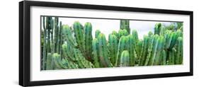 ¡Viva Mexico! Panoramic Collection - Cactus I-Philippe Hugonnard-Framed Photographic Print