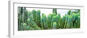 ¡Viva Mexico! Panoramic Collection - Cactus I-Philippe Hugonnard-Framed Photographic Print