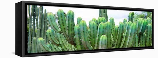 ¡Viva Mexico! Panoramic Collection - Cactus I-Philippe Hugonnard-Framed Stretched Canvas