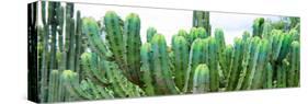¡Viva Mexico! Panoramic Collection - Cactus I-Philippe Hugonnard-Stretched Canvas