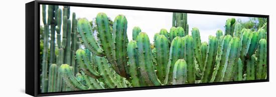 ¡Viva Mexico! Panoramic Collection - Cactus I-Philippe Hugonnard-Framed Stretched Canvas