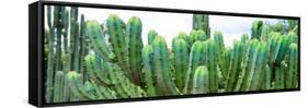 ¡Viva Mexico! Panoramic Collection - Cactus I-Philippe Hugonnard-Framed Stretched Canvas