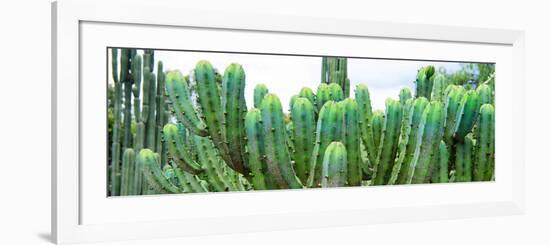 ¡Viva Mexico! Panoramic Collection - Cactus I-Philippe Hugonnard-Framed Photographic Print