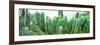 ¡Viva Mexico! Panoramic Collection - Cactus I-Philippe Hugonnard-Framed Photographic Print