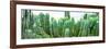 ¡Viva Mexico! Panoramic Collection - Cactus I-Philippe Hugonnard-Framed Photographic Print