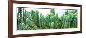 ¡Viva Mexico! Panoramic Collection - Cactus I-Philippe Hugonnard-Framed Photographic Print