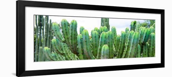 ¡Viva Mexico! Panoramic Collection - Cactus I-Philippe Hugonnard-Framed Photographic Print