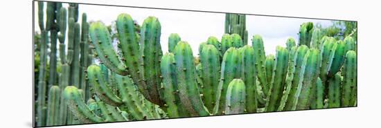 ¡Viva Mexico! Panoramic Collection - Cactus I-Philippe Hugonnard-Mounted Photographic Print