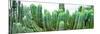 ¡Viva Mexico! Panoramic Collection - Cactus I-Philippe Hugonnard-Mounted Photographic Print