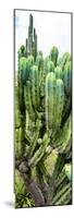 ¡Viva Mexico! Panoramic Collection - Cactus II-Philippe Hugonnard-Mounted Photographic Print