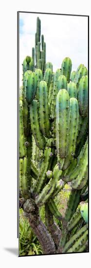 ¡Viva Mexico! Panoramic Collection - Cactus II-Philippe Hugonnard-Mounted Photographic Print